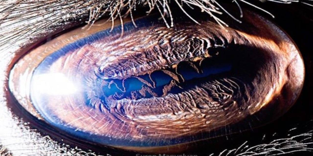 The Eyes Have it: Armenian Photo Artist Suren Manvelyan Shares His Incredible Pictures of Animal Eyes