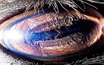 The Eyes Have it: Armenian Photo Artist Suren Manvelyan Shares His Incredible Pictures of Animal Eyes