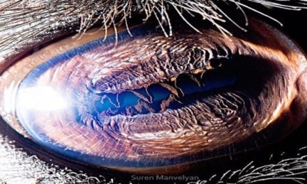 The Eyes Have it: Armenian Photo Artist Suren Manvelyan Shares His Incredible Pictures of Animal Eyes