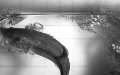 The Science of Setting the Hook on a Topwater Bait