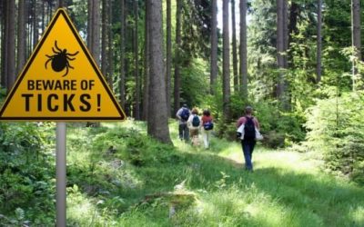 Tick Season 101: What You Need to Know + Tick Repellent