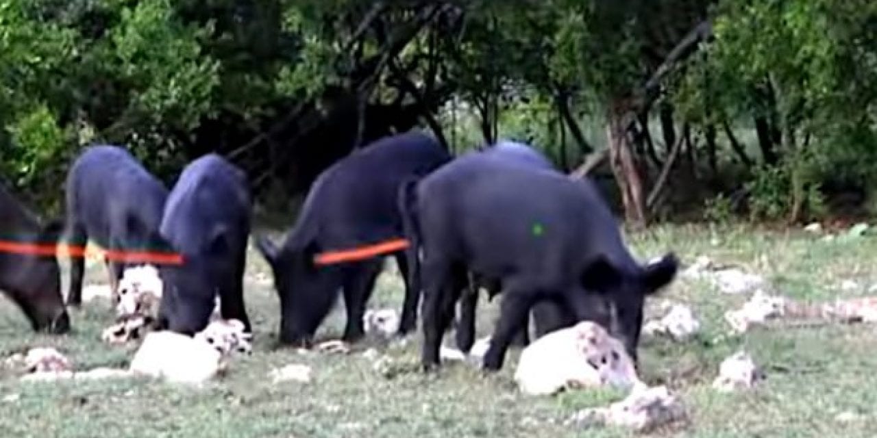 Two Feral Hogs Nailed With One Well-Placed Crossbow Shot