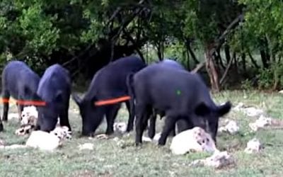 Two Feral Hogs Nailed With One Well-Placed Crossbow Shot