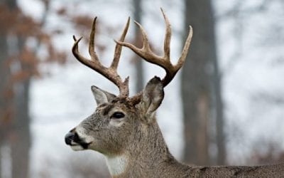 Wisconsin’s Deer Hunting Season Restructuring Proposals Get “Overwhelmingly Rejected”