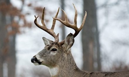 Wisconsin’s Deer Hunting Season Restructuring Proposals Get “Overwhelmingly Rejected”