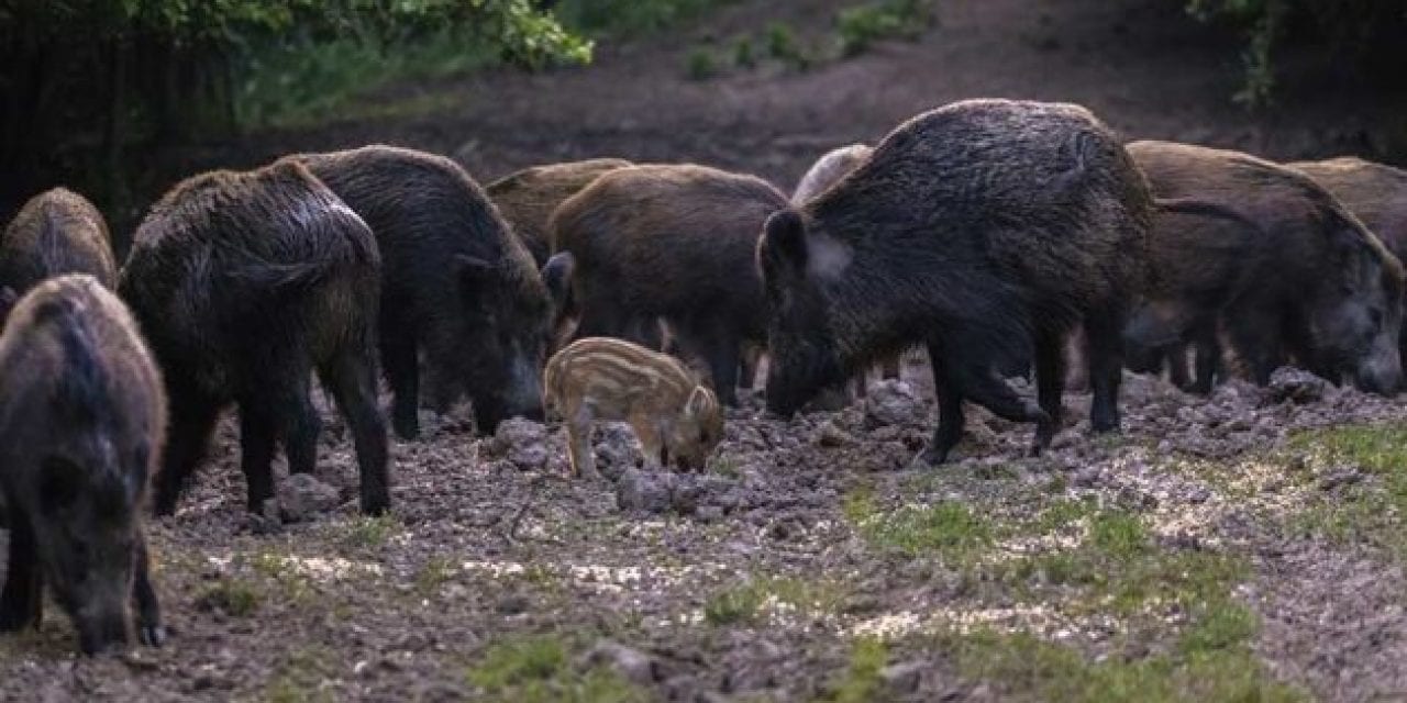 10 Best States for Hog Hunting