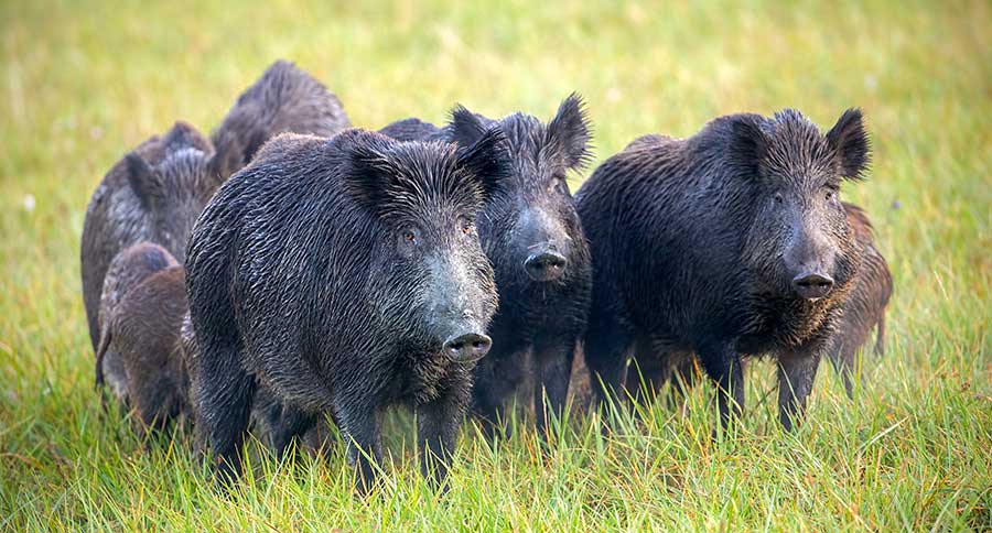 Best States For Hog Hunting