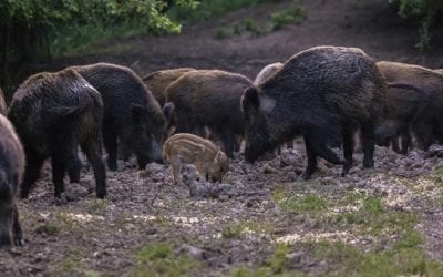 10 Best States for Hog Hunting