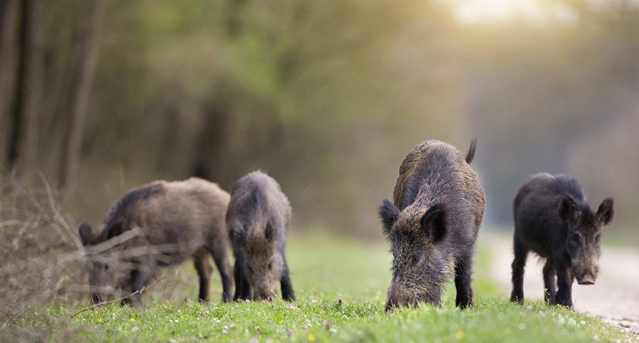 Best States For Hog Hunting