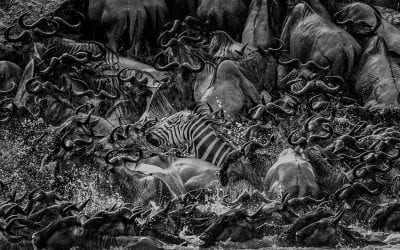 24 Awesome Wildlife Photos