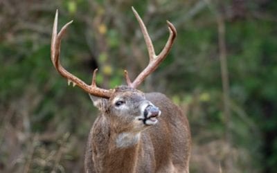 5 Basic Things to Look for When Scouting Before Deer Season