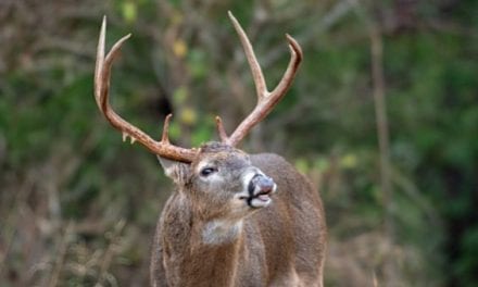 5 Basic Things to Look for When Scouting Before Deer Season