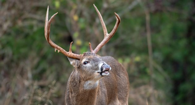 Scouting Before Deer Season