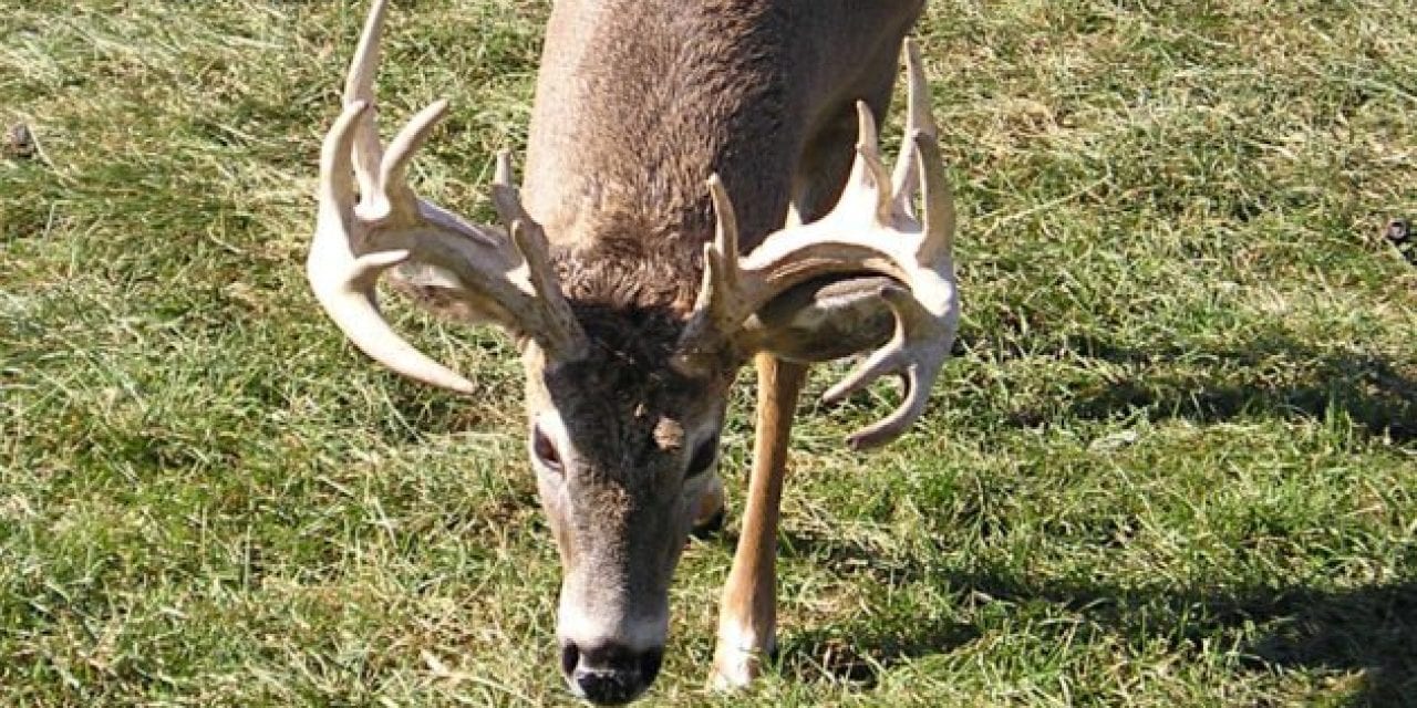 6 New Minnesota Counties Receive Deer Feeding and Attractant Bans Following CWD Discovery