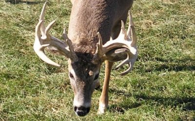 6 New Minnesota Counties Receive Deer Feeding and Attractant Bans Following CWD Discovery