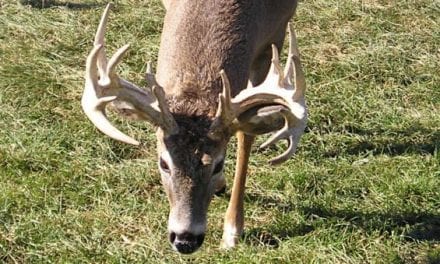 6 New Minnesota Counties Receive Deer Feeding and Attractant Bans Following CWD Discovery