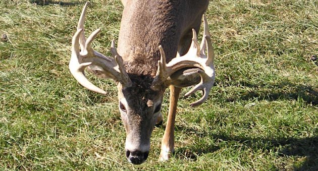 Deer Baiting Ban