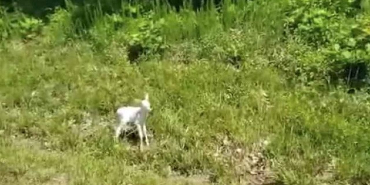 Adorable Albino Fawn Spotted on Roadside