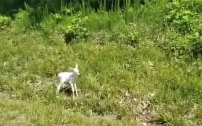 Adorable Albino Fawn Spotted on Roadside