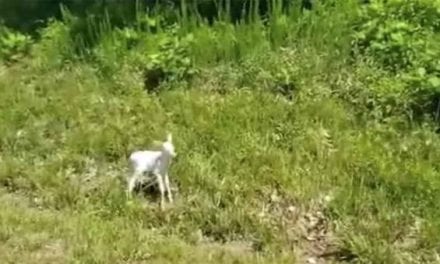 Adorable Albino Fawn Spotted on Roadside