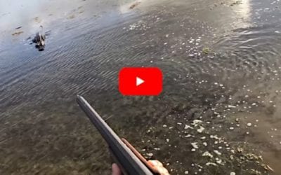 Alligator Eats Downed Duck, Stalks the Hunter Who Shot It