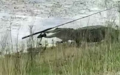 Alligator Steals Angler’s Rod and Reel Combo, Swims Away