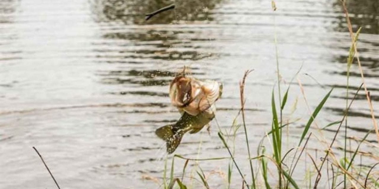 Angler Explains How to Bank Fish in Low-Water Conditions