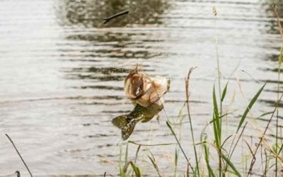 Angler Explains How to Bank Fish in Low-Water Conditions