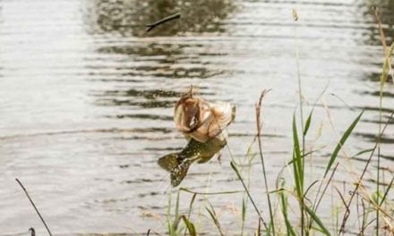 Angler Explains How to Bank Fish in Low-Water Conditions