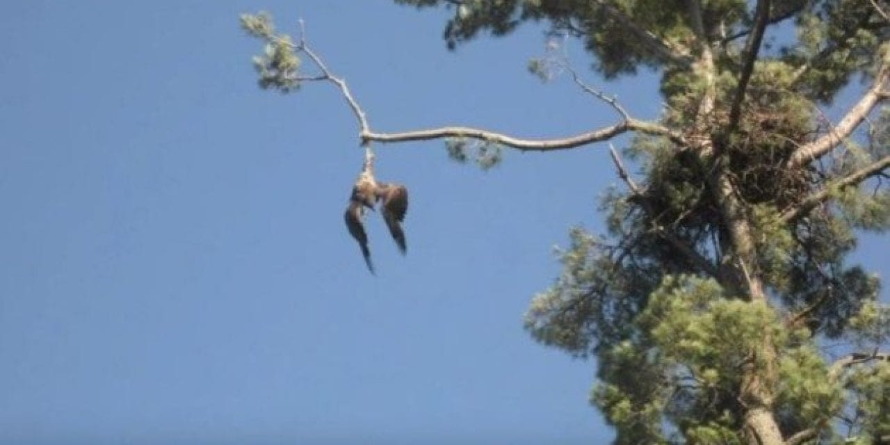 Army Vet Shoots Down Bald Eagle to Save It