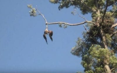 Army Vet Shoots Down Bald Eagle to Save It