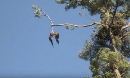 Army Vet Shoots Down Bald Eagle to Save It