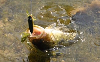 Artificial vs. Live Bait: What Works for You? We’ll Explain