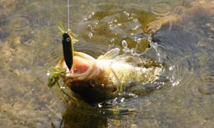 Artificial vs. Live Bait: What Works for You? We’ll Explain