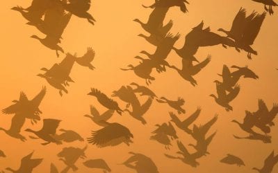Birds In Flight Assignment Winner Garry Everett