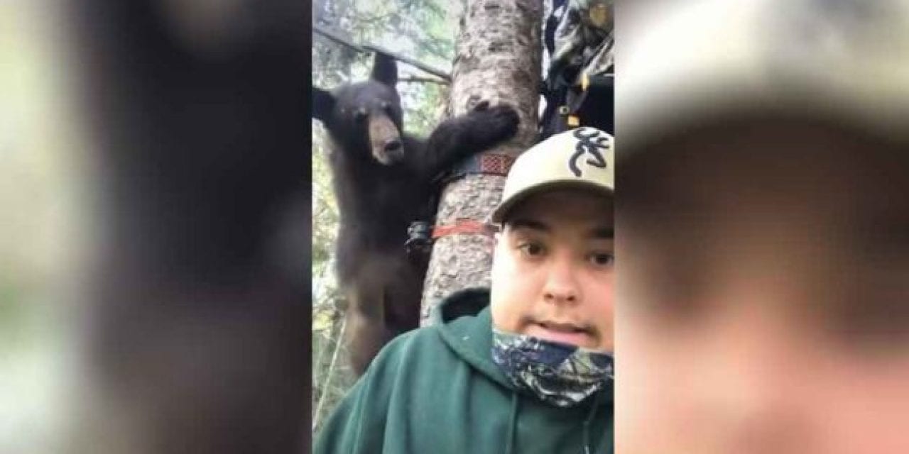 Bold Bear Cub Nearly Joins Hunters in Their Treestand