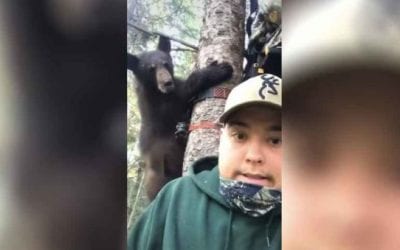 Bold Bear Cub Nearly Joins Hunters in Their Treestand