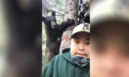 Bold Bear Cub Nearly Joins Hunters in Their Treestand