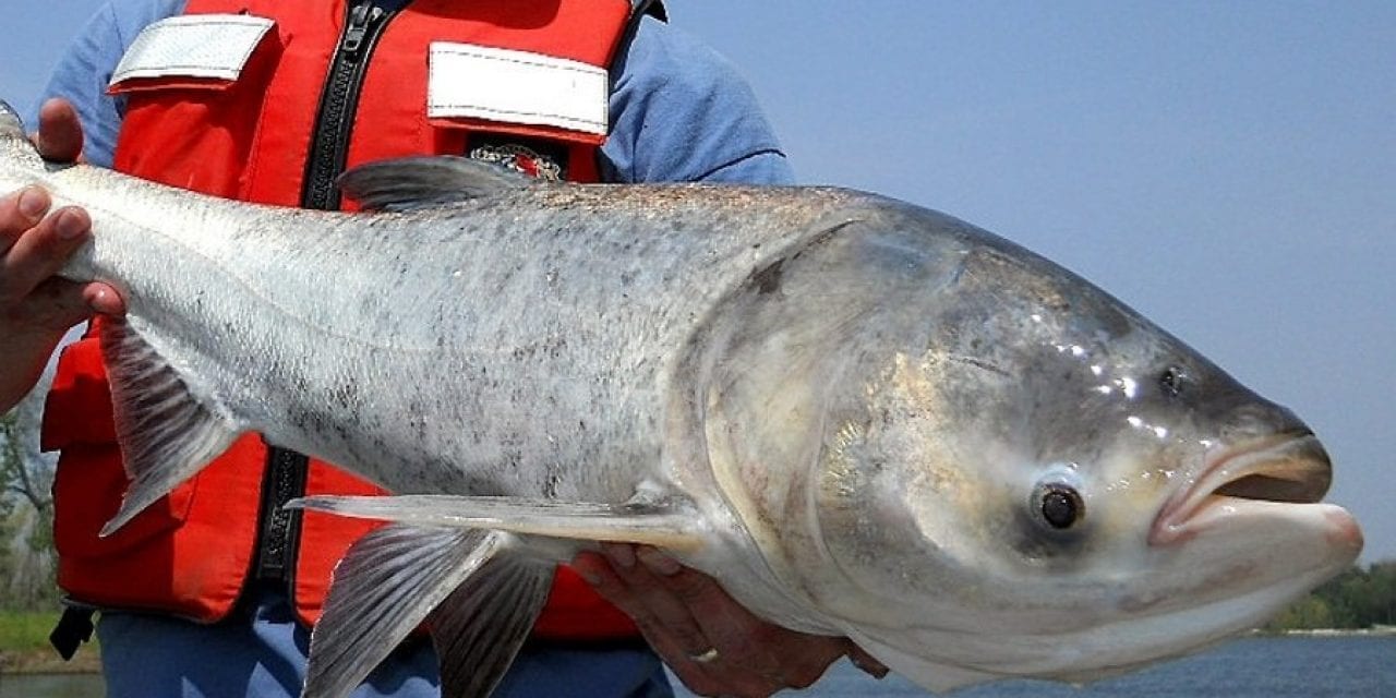 Breaking Down the Asian Carp Disaster