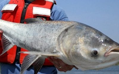Breaking Down the Asian Carp Disaster