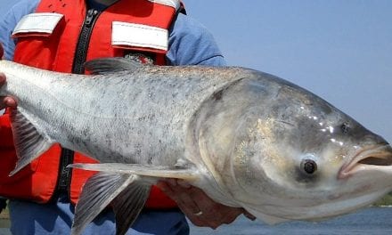 Breaking Down the Asian Carp Disaster