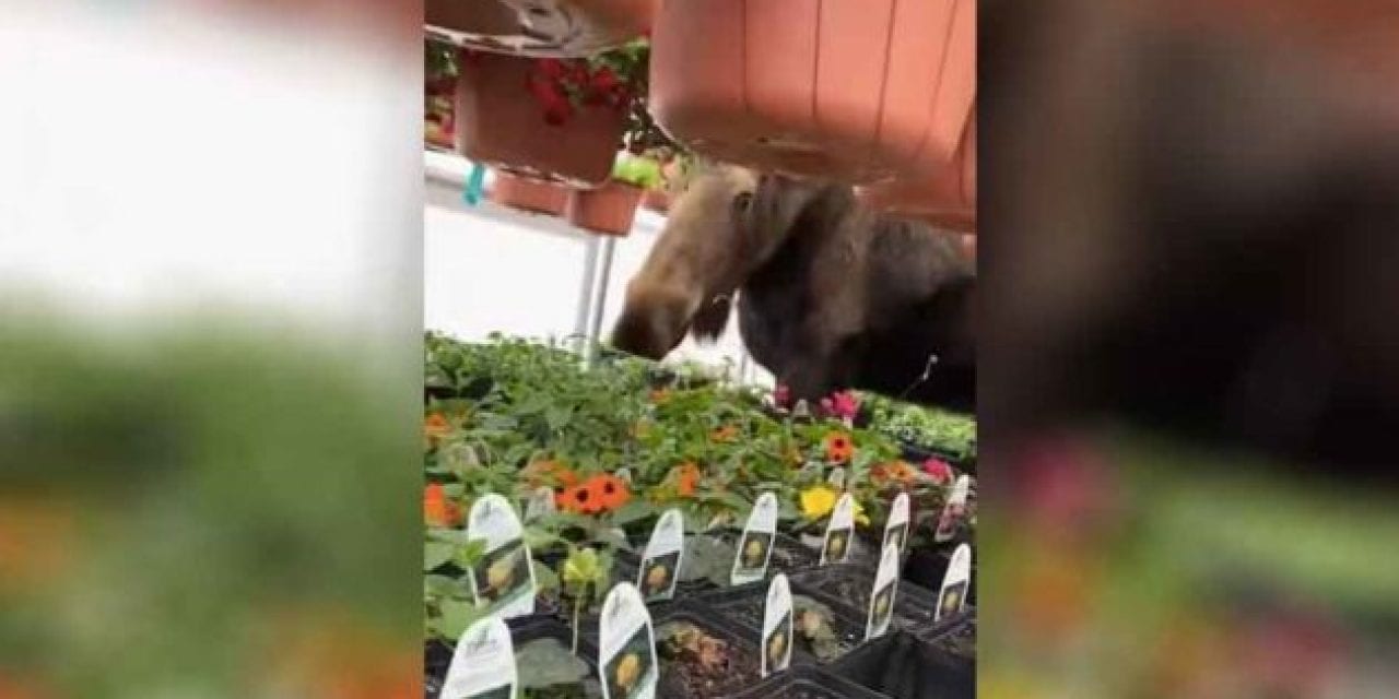 Cow Moose With the Munchies Finds Her Way Into Greenhouse, Digs In