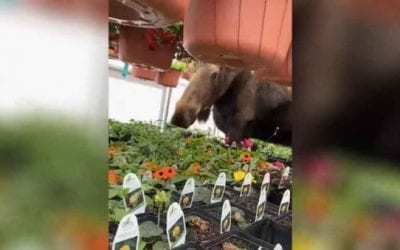 Cow Moose With the Munchies Finds Her Way Into Greenhouse, Digs In