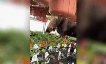 Cow Moose With the Munchies Finds Her Way Into Greenhouse, Digs In