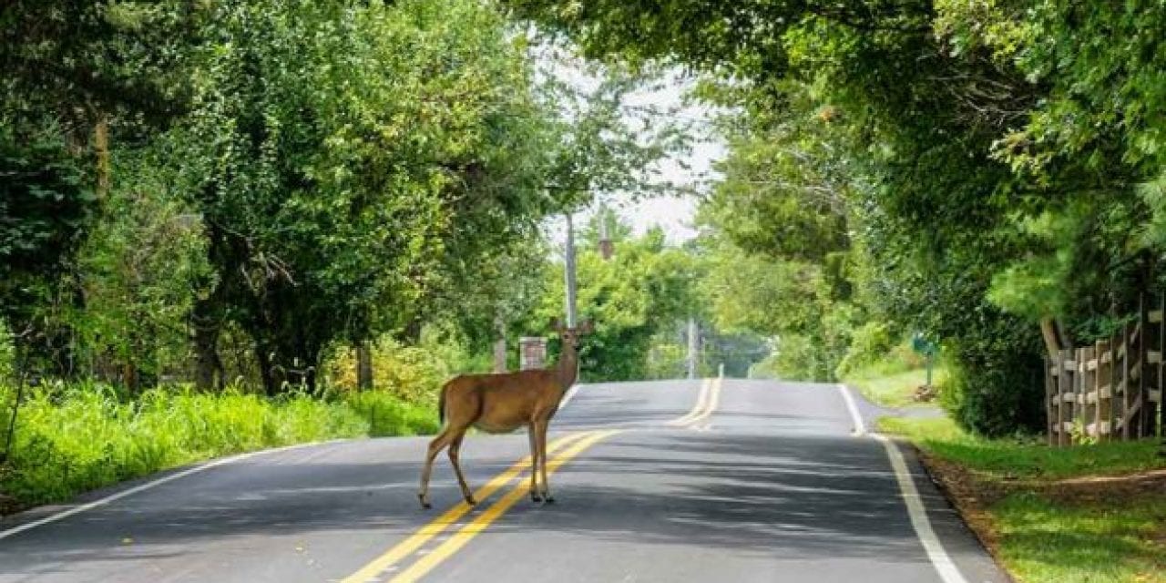 Federal Sharpshooters Take Down 159 Deer During Winter Deer Management Program in Syracuse