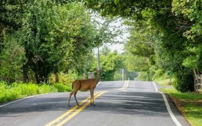 Federal Sharpshooters Take Down 159 Deer During Winter Deer Management Program in Syracuse