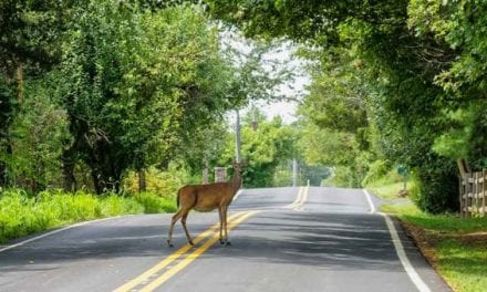 Federal Sharpshooters Take Down 159 Deer During Winter Deer Management Program in Syracuse