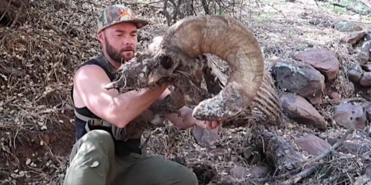 Giant Bighorn Sheep Deadhead Makes for the Shed Hunting Find of a Lifetime