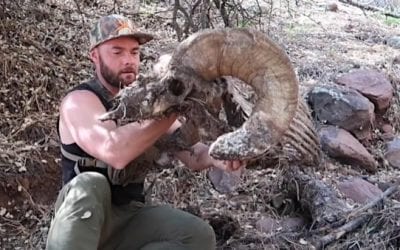 Giant Bighorn Sheep Deadhead Makes for the Shed Hunting Find of a Lifetime