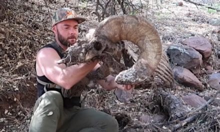 Giant Bighorn Sheep Deadhead Makes for the Shed Hunting Find of a Lifetime